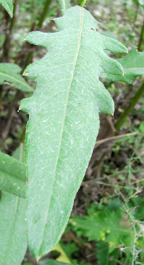 Image of Cirsium arvense specimen.