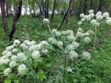 Изображение особи. Автор - Евгений Берестовский