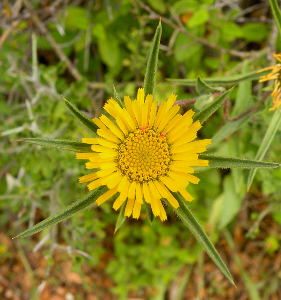 Изображение особи Pallenis spinosa.