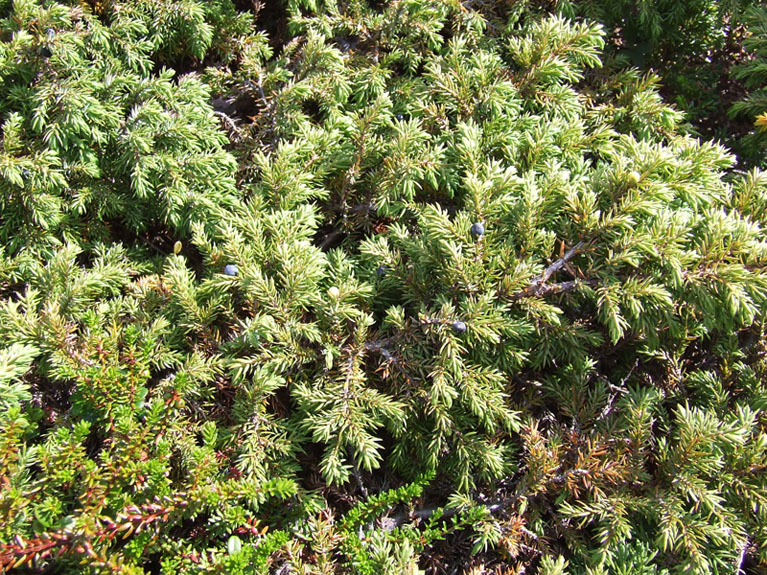 Изображение особи Juniperus sibirica.