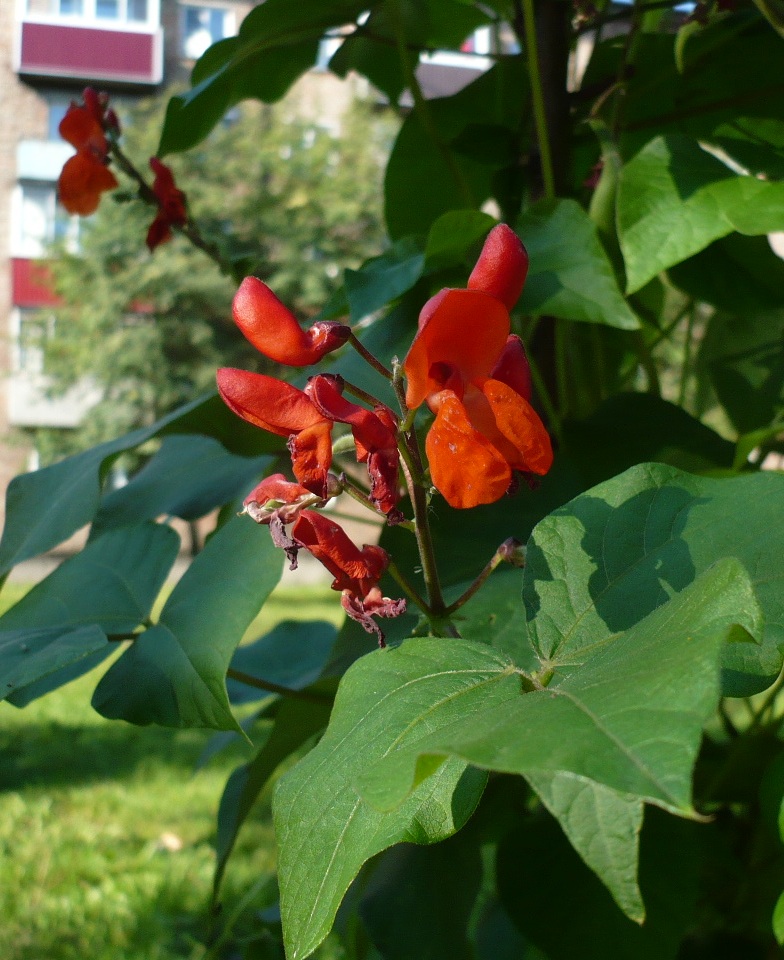 Изображение особи Phaseolus coccineus.