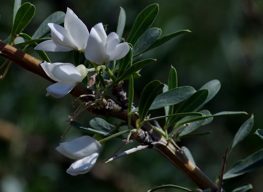 Изображение особи Halimodendron halodendron.