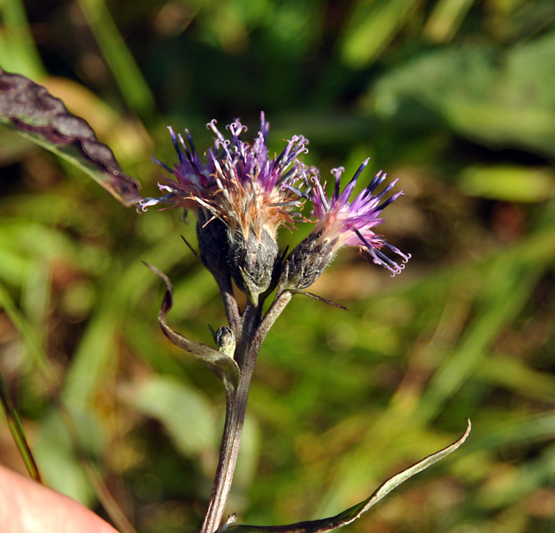 Изображение особи Saussurea alpina.