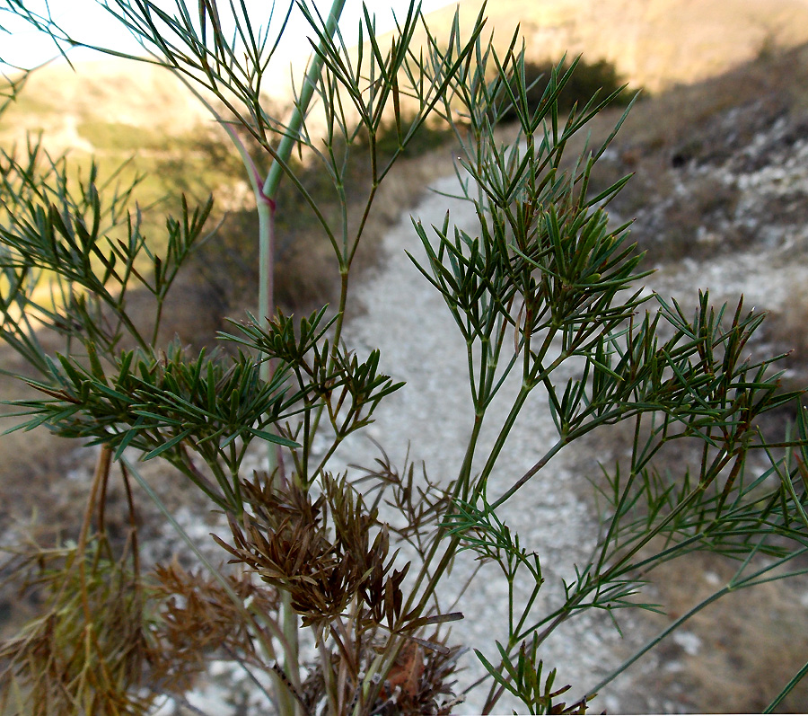 Image of Peucedanum tauricum specimen.