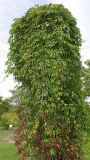 Parthenocissus quinquefolia