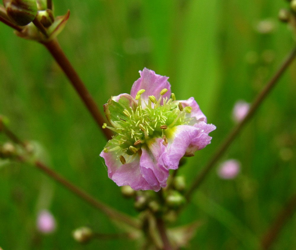 Image of Alisma lanceolatum specimen.