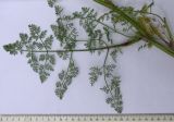 Image of taxon representative. Author is Сергей Банкетов