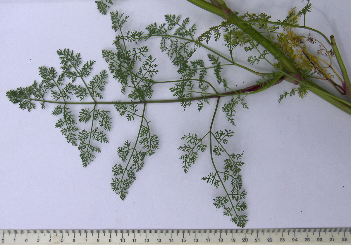 Image of familia Apiaceae specimen.
