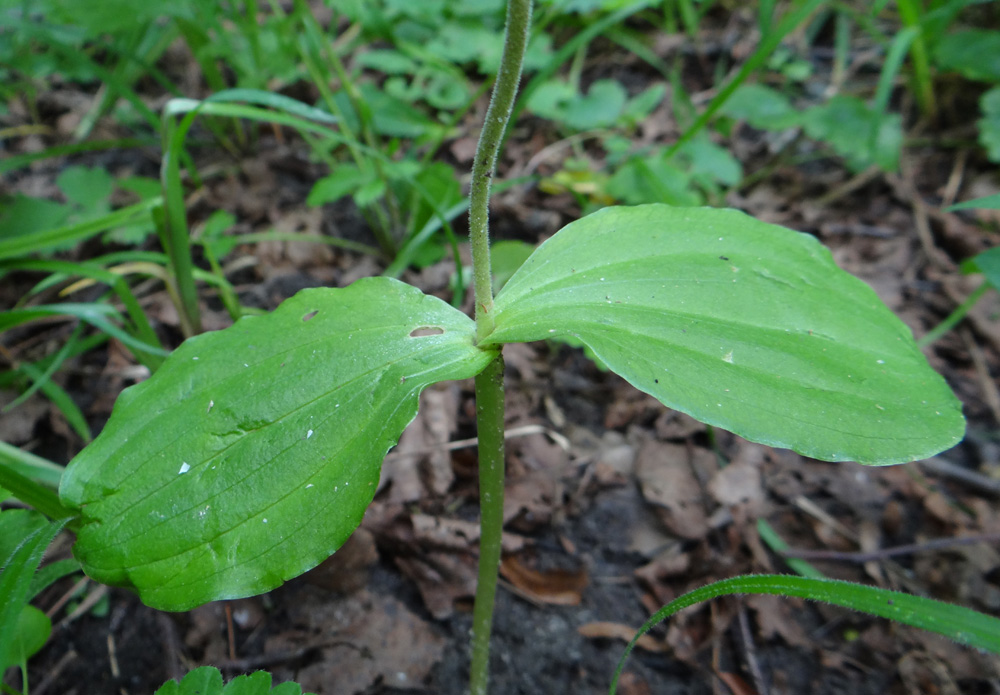 Изображение особи Listera ovata.