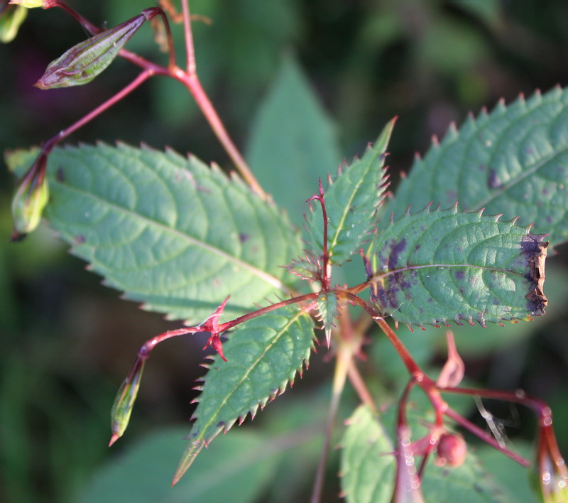 Image of Impatiens glandulifera specimen.