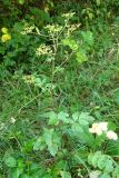 Pastinaca umbrosa. Цветущее растение в буковом лесу. Крым, Байдарская долина. 3 августа 2009 г.