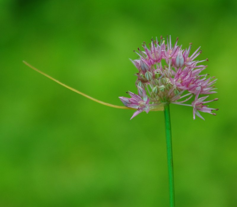 Image of Allium globosum specimen.