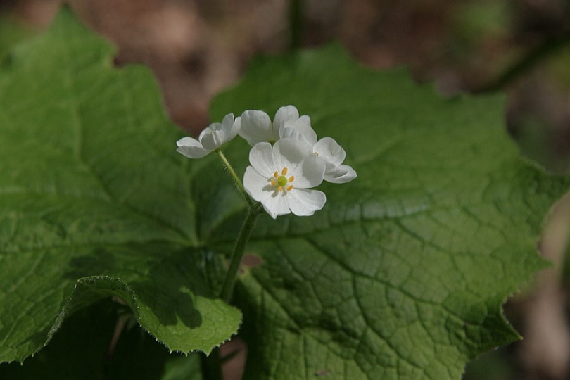 Изображение особи Diphylleia grayi.