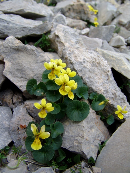 Image of Viola caucasica specimen.