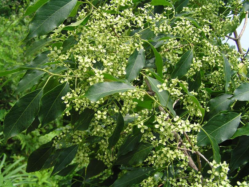 Image of Euonymus maackii specimen.