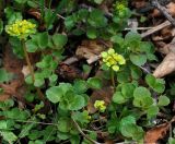 Chrysosplenium pilosum