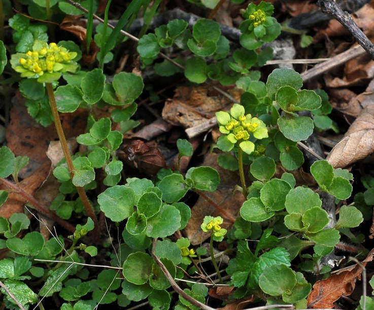 Изображение особи Chrysosplenium pilosum.