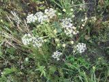 Pimpinella nigra