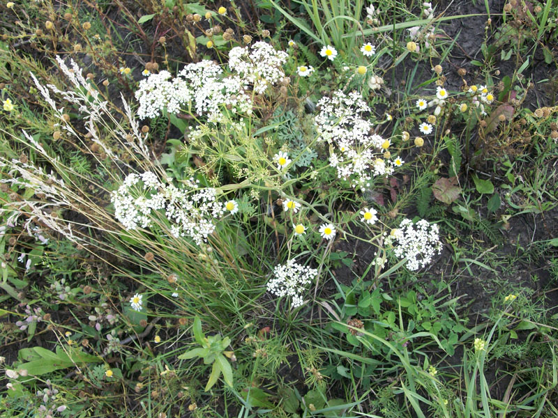 Изображение особи Pimpinella nigra.