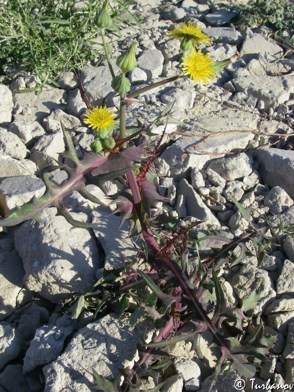 Image of Sonchus oleraceus specimen.