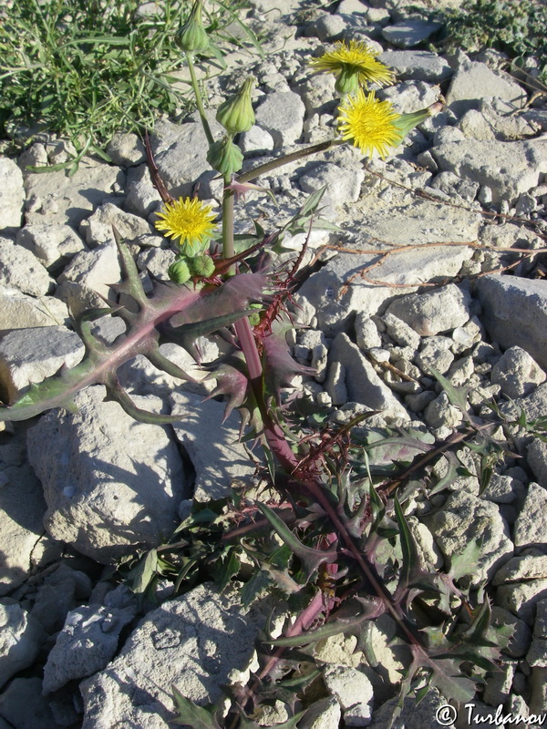 Изображение особи Sonchus oleraceus.