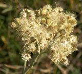 Helichrysum arenarium