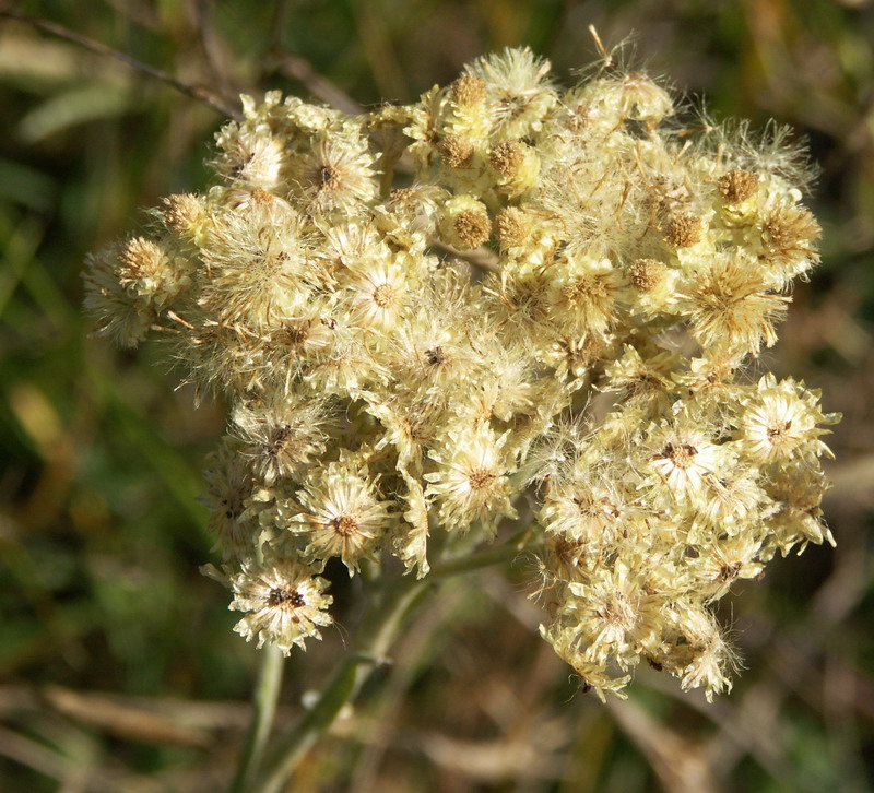 Изображение особи Helichrysum arenarium.