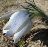 Pulsatilla patens. Цветущее растение (голубоватоцветковая форма). Респ. Коми, окр. г. Сыктывкар, опушка соснового бора. 22.05.2009.