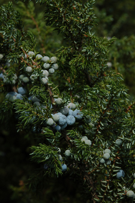 Изображение особи Juniperus sibirica.