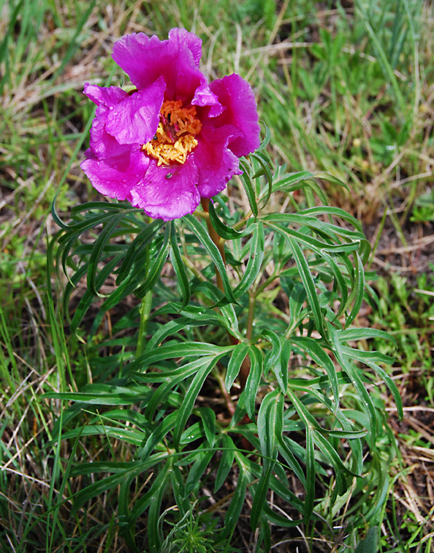 Image of Paeonia hybrida specimen.