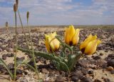 Tulipa borszczowii