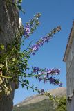 Campanula pyramidalis. Цветущее растение на стене. Черногория, г. Старый Бар, развалины старого города. 12.10.2014.