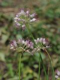 Allium tianschanicum