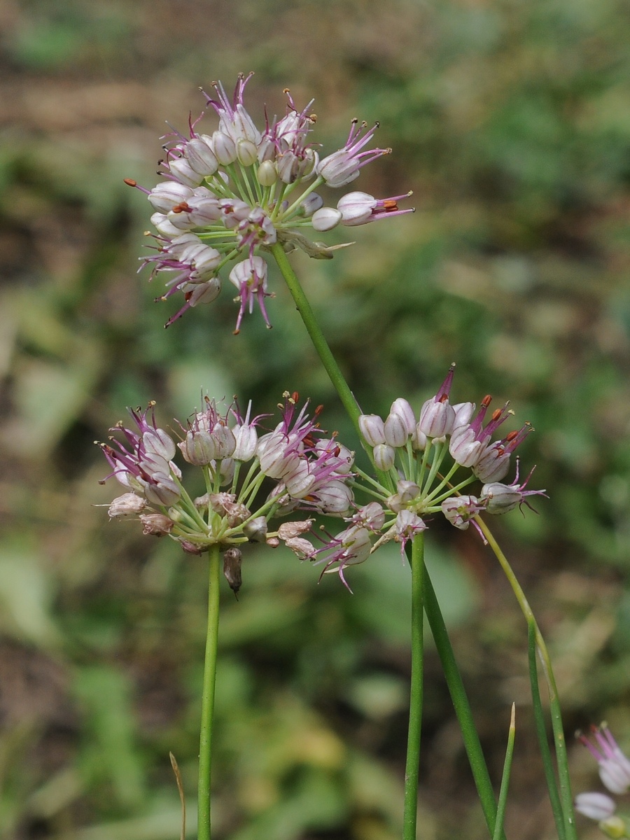 Изображение особи Allium tianschanicum.