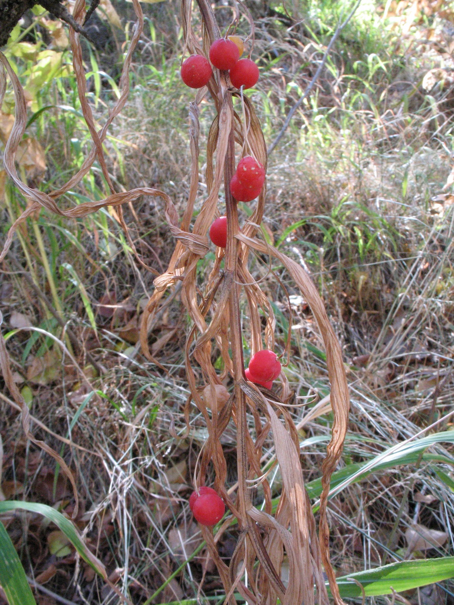 Image of Polygonatum sewerzowii specimen.