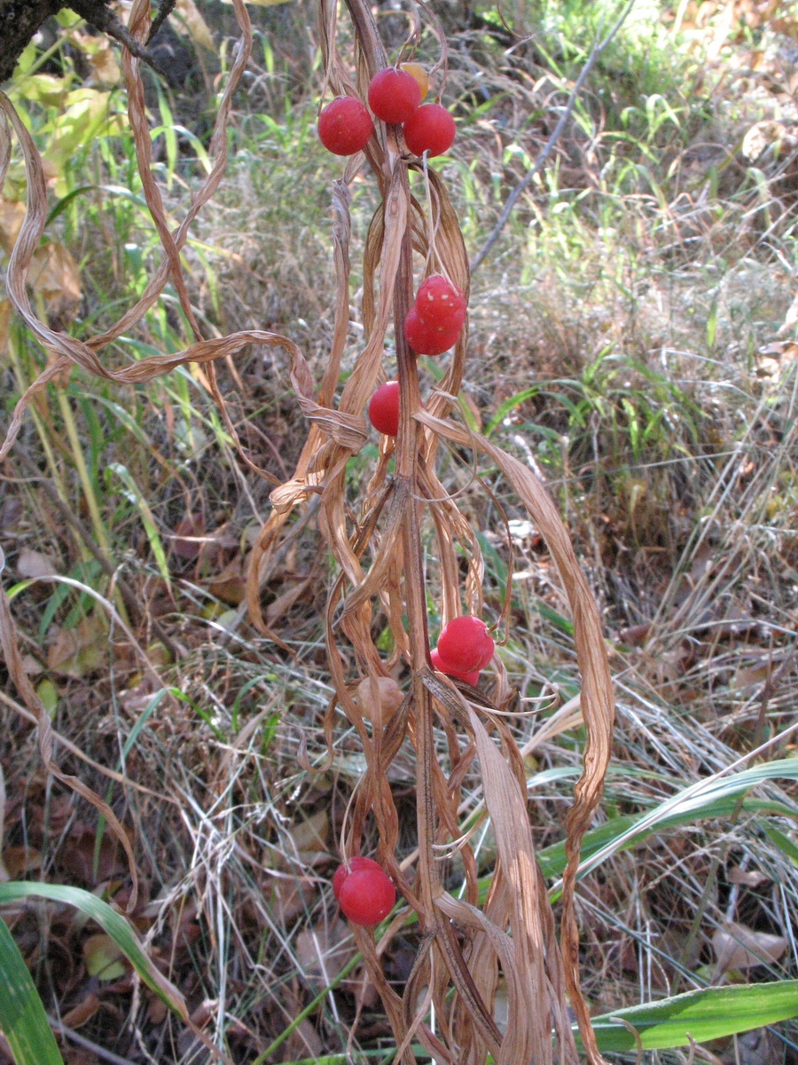 Изображение особи Polygonatum sewerzowii.