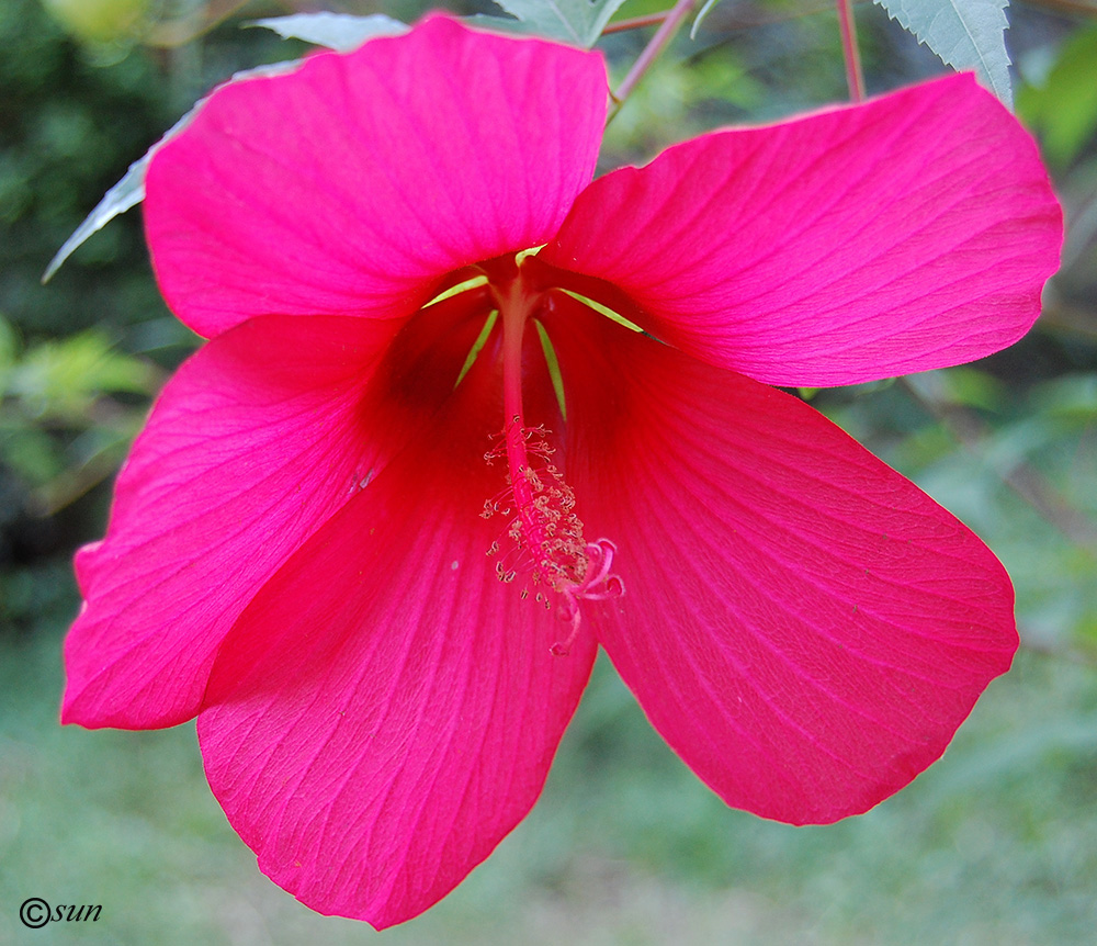 Изображение особи Hibiscus coccineus.