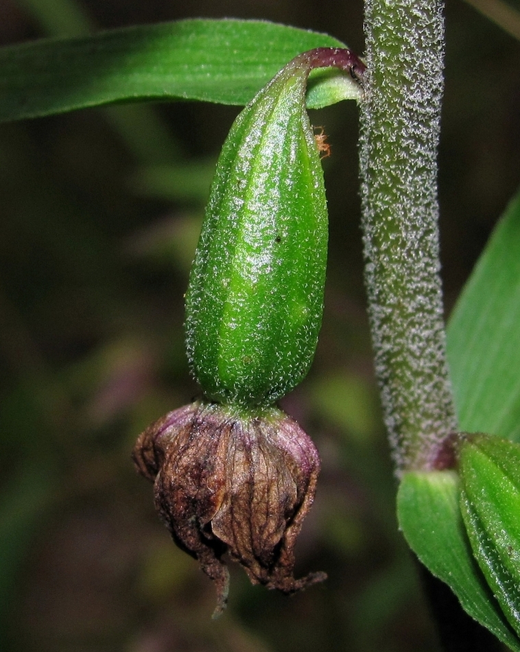 Изображение особи Epipactis helleborine.