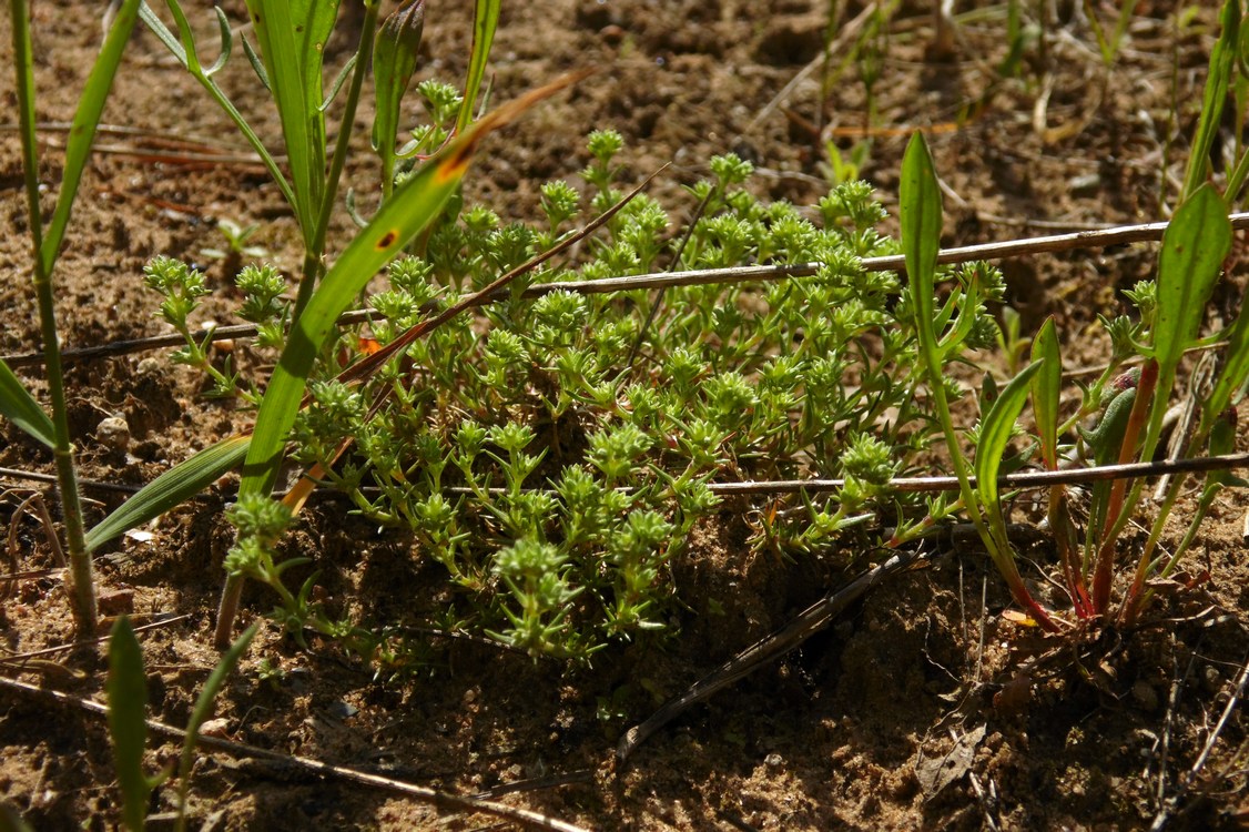 Изображение особи Scleranthus polycarpos.