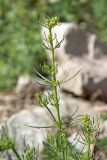 Galium pamiro-alaicum. Верхушка побега бутонизирующего растения.. Узбекистан, Ташкентская обл., зап. отроги Чаткальского хр., ур. Чимган, ущ. Катта-Коксай. 14.07.2012.