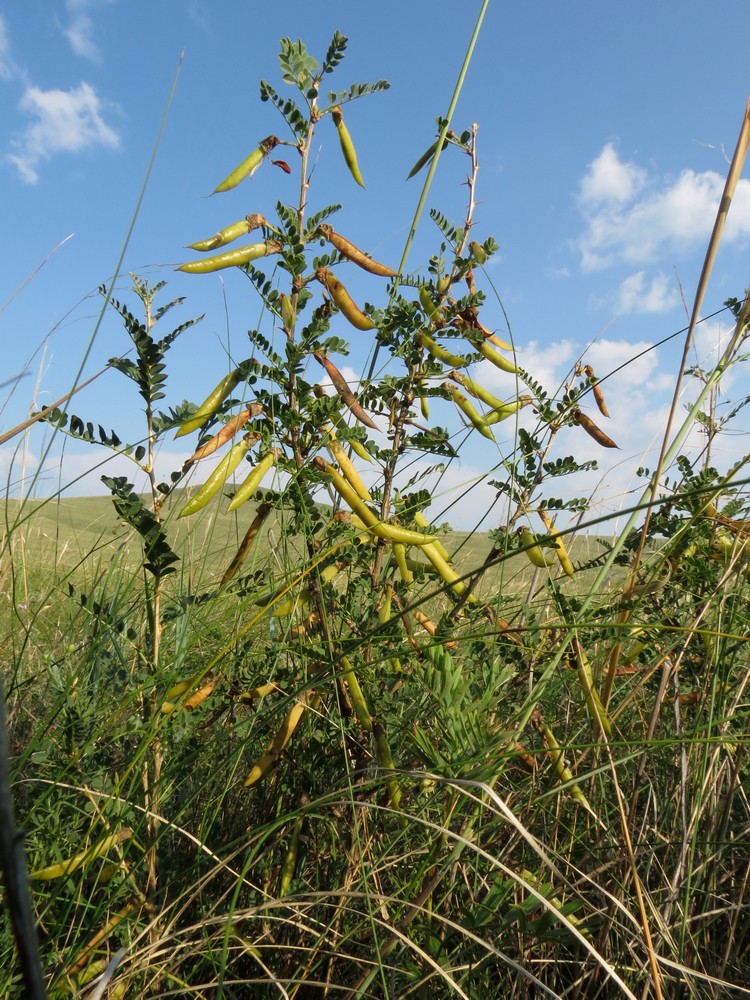 Image of Caragana microphylla specimen.
