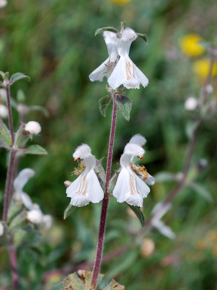Image of Phlomoides impressa specimen.