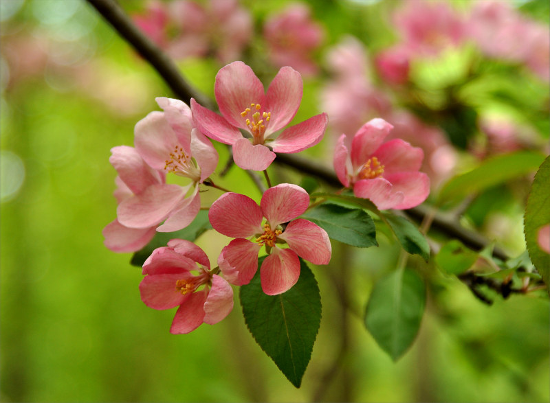 Изображение особи Malus &times; purpurea.