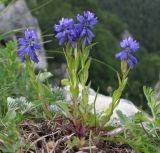 Polygala alpicola. Цветущие растения. Адыгея, Кавказский биосферный заповедник, хр. Каменное Море, в расщелине скалы, ≈ 2000 м н.у.м. 27.06.2015.