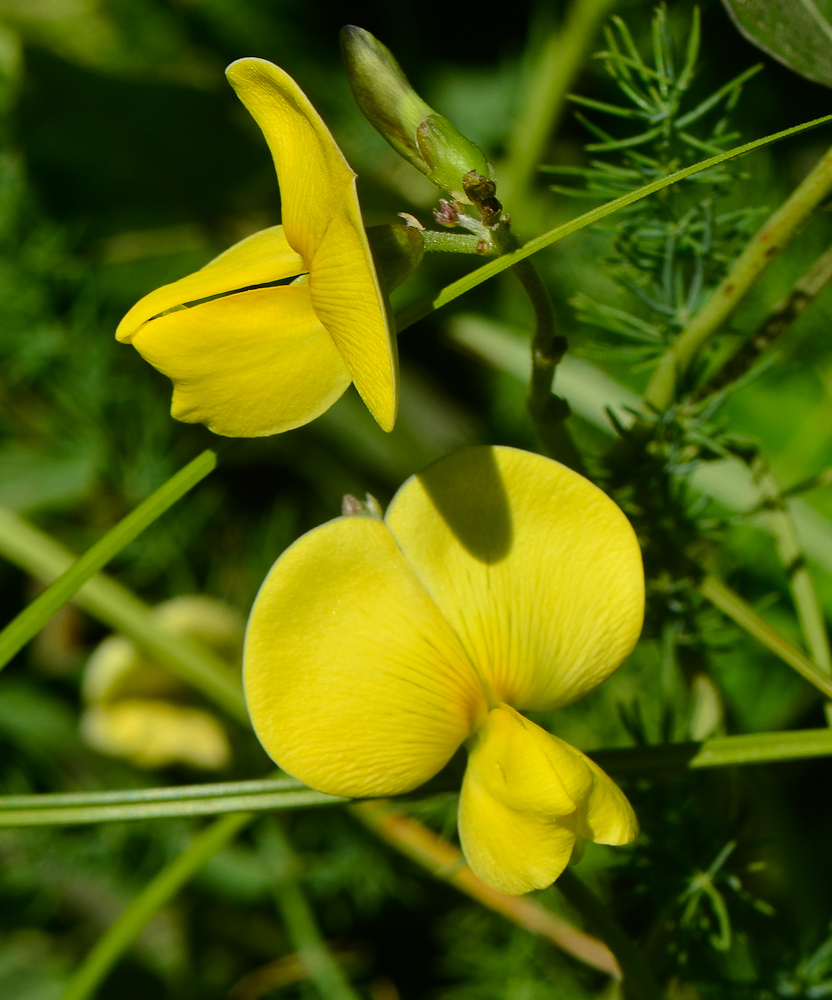 Image of Vigna luteola specimen.