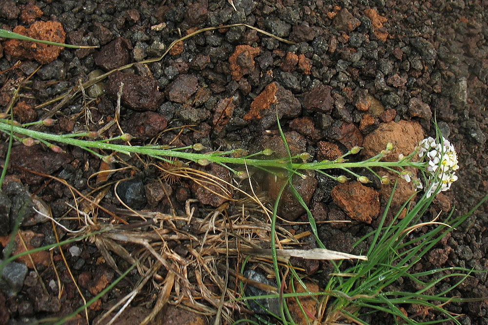 Изображение особи Lobularia maritima.