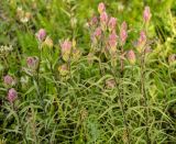 Castilleja rubra. Верхушки цветущих растений. Республика Бурятия, Северобайкальский р-н, окр. мыса Онокочанский, опушка леса. 09.07.2015.