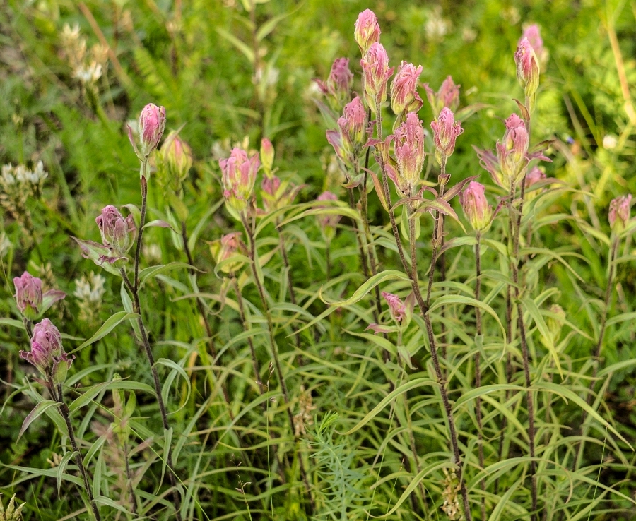 Изображение особи Castilleja rubra.