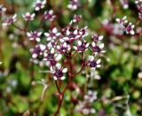 Micranthes melaleuca