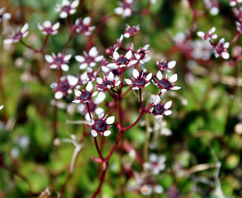 Изображение особи Micranthes melaleuca.